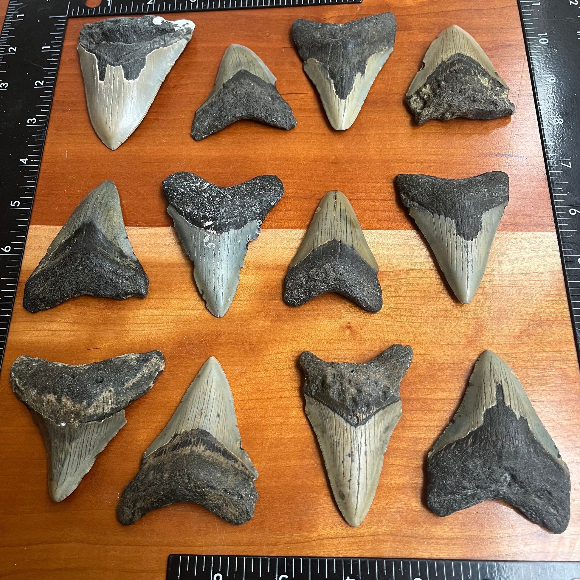 Authentic 3 Inch Megalodon Shark Tooth | Each fossil varies from 3.0”-3.5” in length