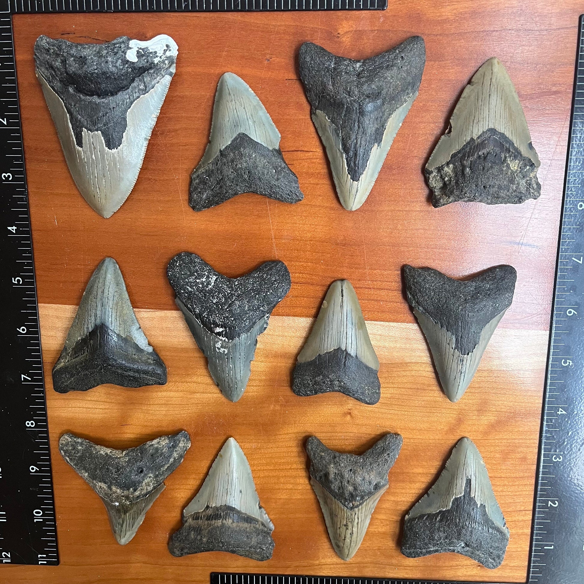 Authentic 3 Inch Megalodon Shark Tooth | Each fossil varies from 3.0”-3.5” in length