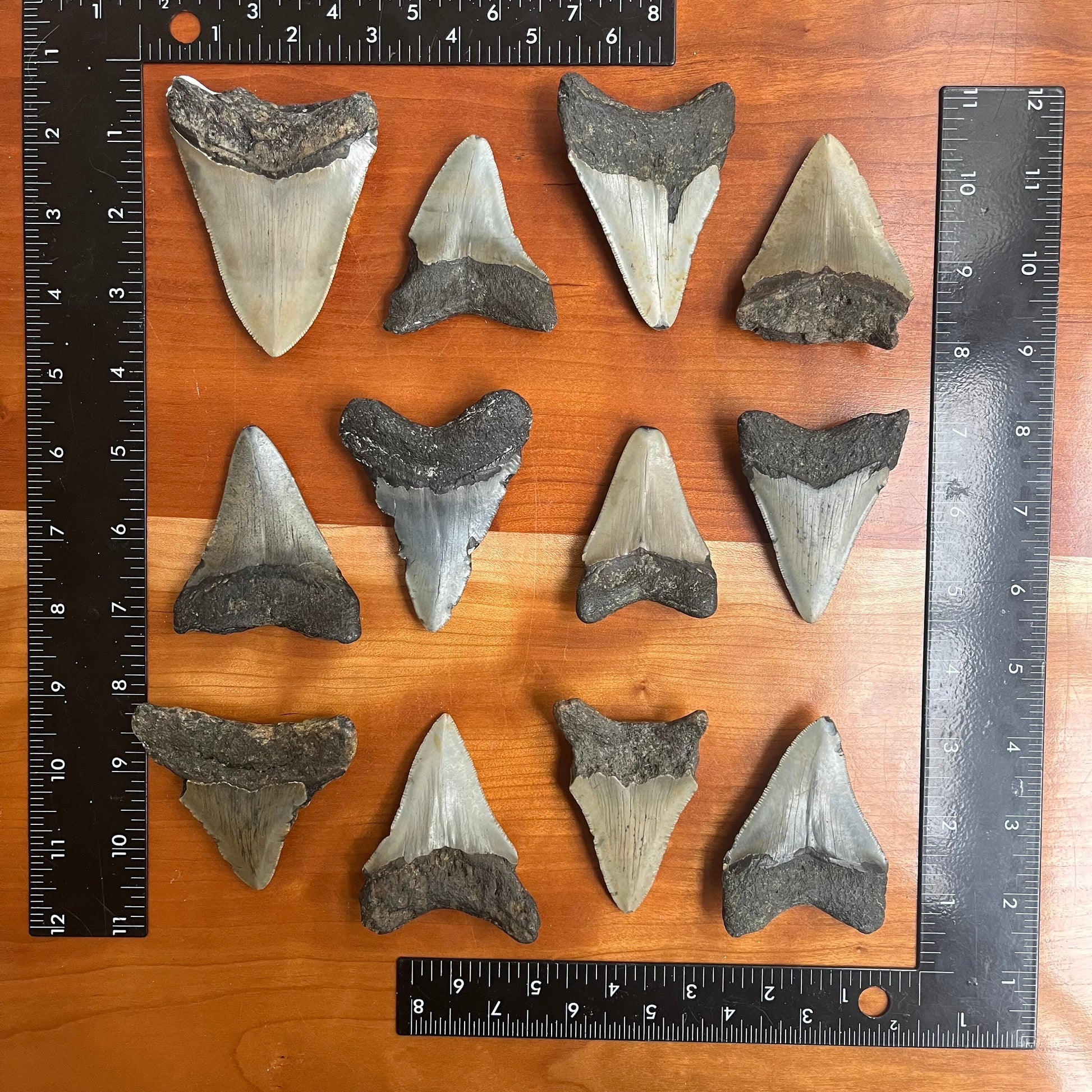 Authentic 3 Inch Megalodon Shark Tooth | Each fossil varies from 3.0”-3.5” in length