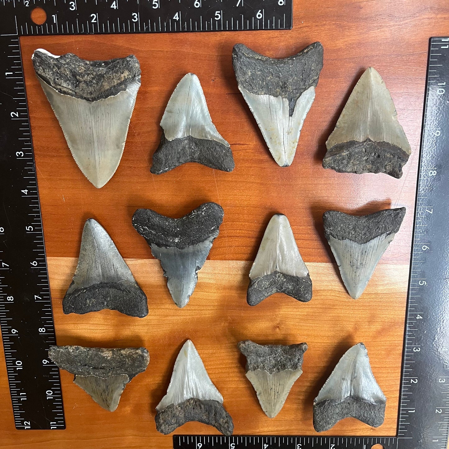 Authentic 3 Inch Megalodon Shark Tooth | Each fossil varies from 3.0”-3.5” in length