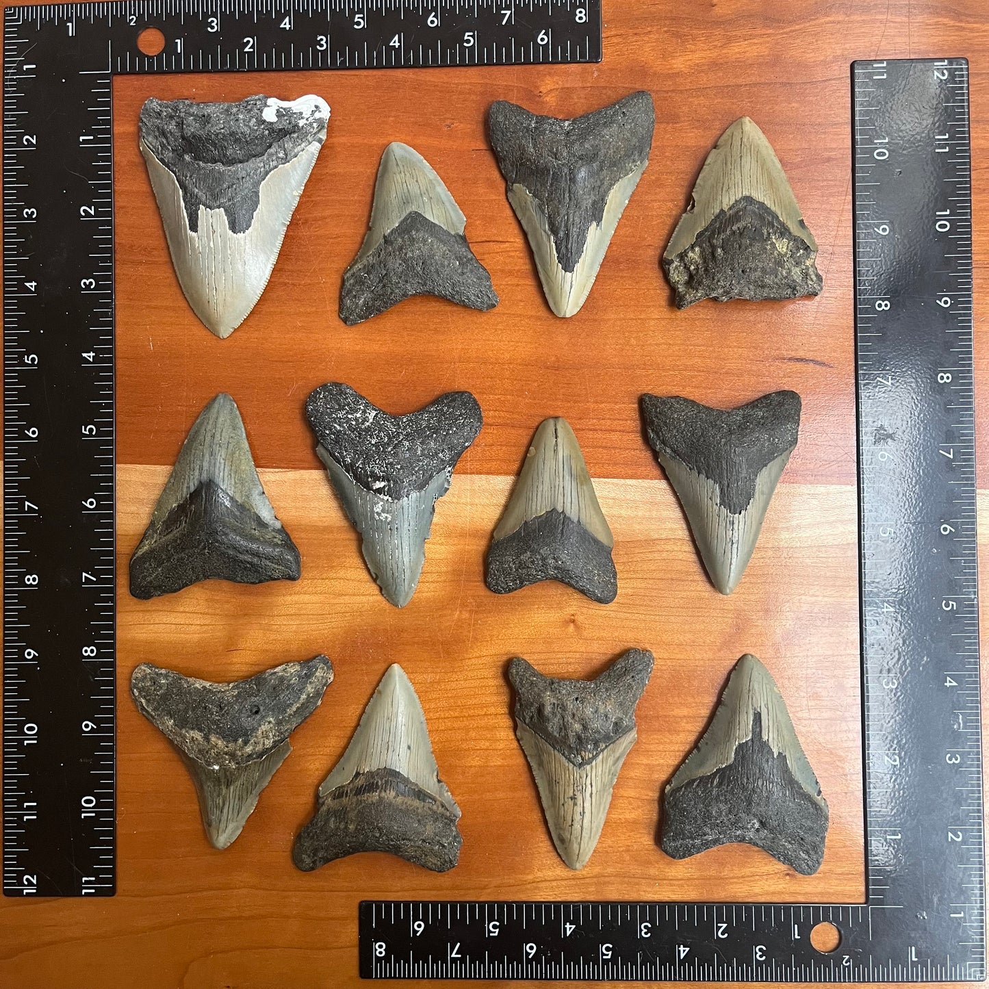 Authentic 3 Inch Megalodon Shark Tooth | Each fossil varies from 3.0”-3.5” in length