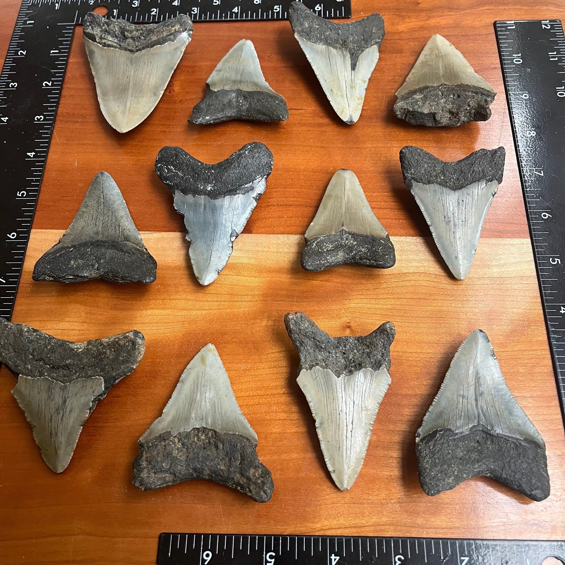 Authentic 3 Inch Megalodon Shark Tooth | Each fossil varies from 3.0”-3.5” in length