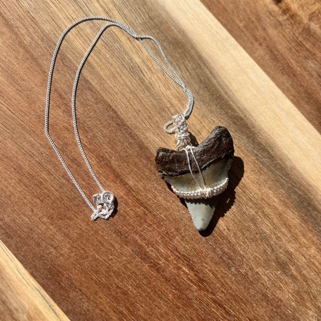 Authentic Magalodon Fossil Shark Tooth Pendant w/ Silver Wire Wrap & 18" Chain