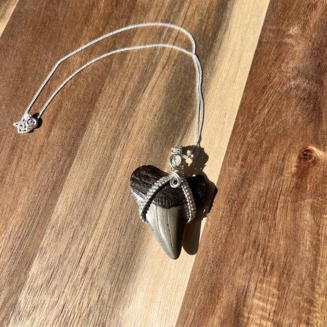 Authentic Magalodon Fossil Shark Tooth Pendant w/ Silver Wire Wrap & 18" Chain