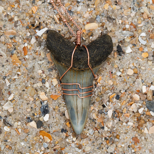 Shark Tooth Necklace | Authentic Mako Tooth w/ Rose Gold Wave Wrap & 18" Satellite Chain