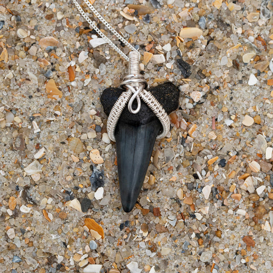 Authentic Fossil Mako Shark Tooth Pendant w/ Silver Wire Wrap & 18" Chain