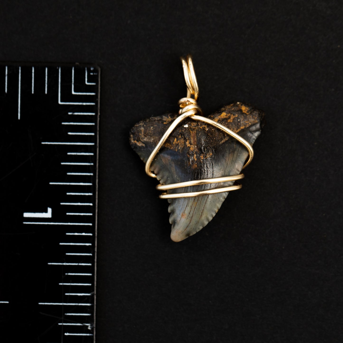 Authentic Shark Tooth Pendant w/ Gold Wire Wrap & 18" Satellite Chain | Fossil Snaggletooth Shark