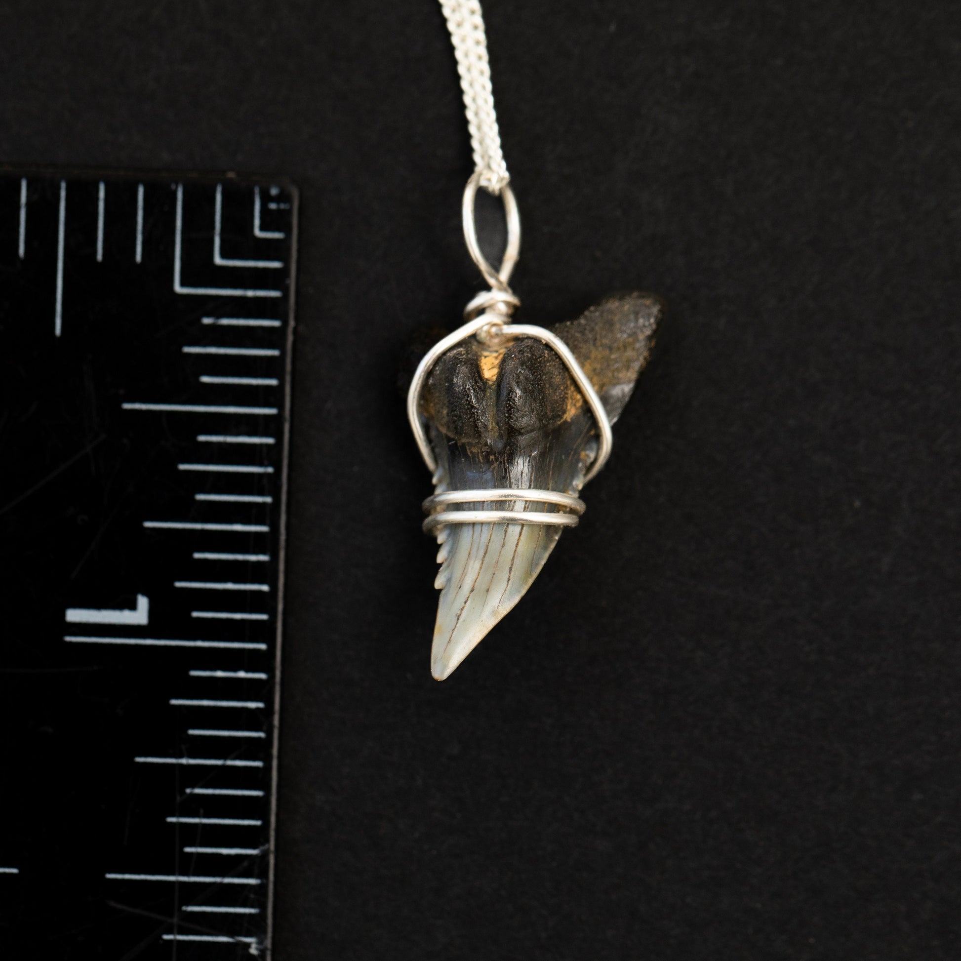 Shark Tooth Necklace | Pendant with Silver Wire Wrap & Chain | Authentic Snaggletooth Shark Fossil