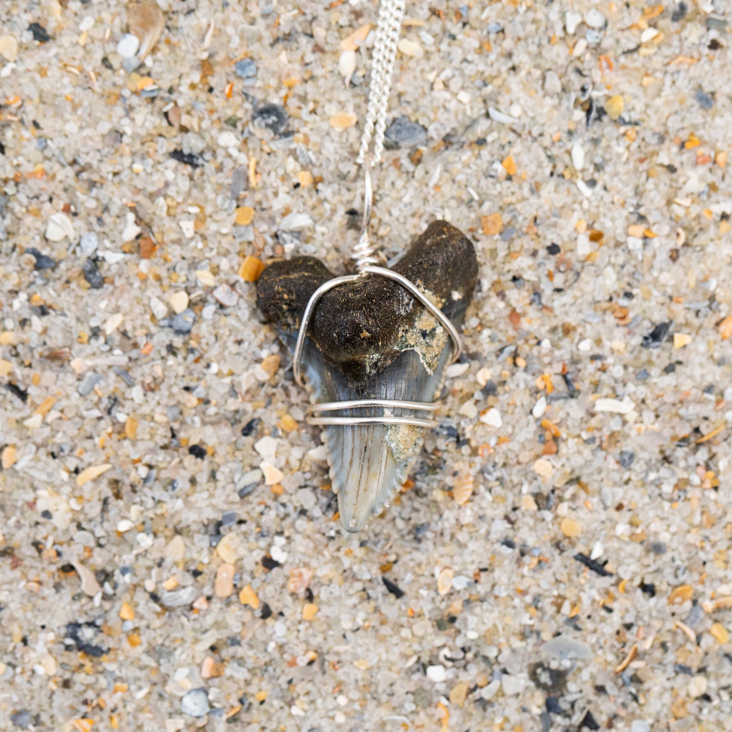 Shark Tooth Necklace with Silver Wire Wrap & Chain | Authentic Snaggletooth Shark Fossil