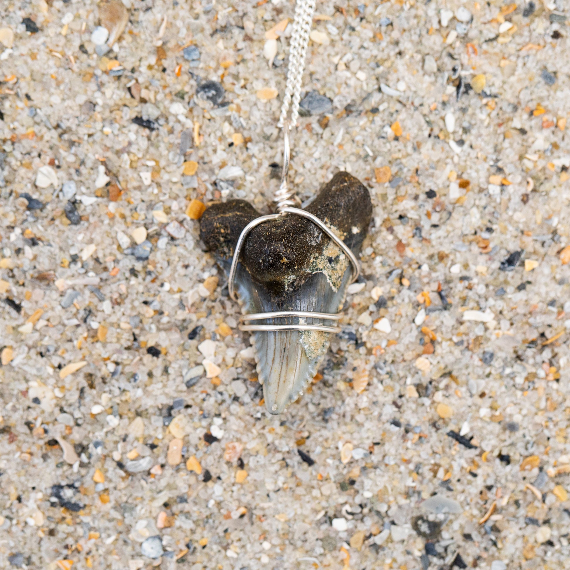 Shark Tooth Necklace with Silver Wire Wrap & Chain | Authentic Snaggletooth Shark Fossil