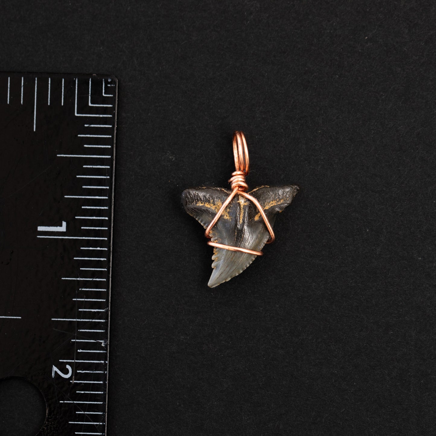 Authentic Snaggletooth Fossil Shark Tooth Pendant w/ Rose Gold Wire Wrap & 18' Satellite Chain