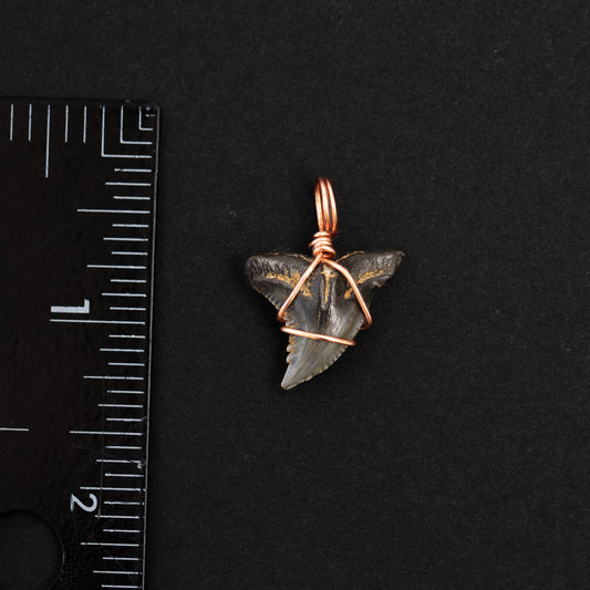 Authentic Snaggletooth Fossil Shark Tooth Pendant w/ Rose Gold Wire Wrap & 18' Satellite Chain