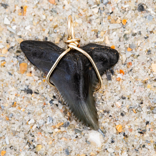 Shark Tooth Pendant with Gold Wire Wrap & 18' Satellite Chain