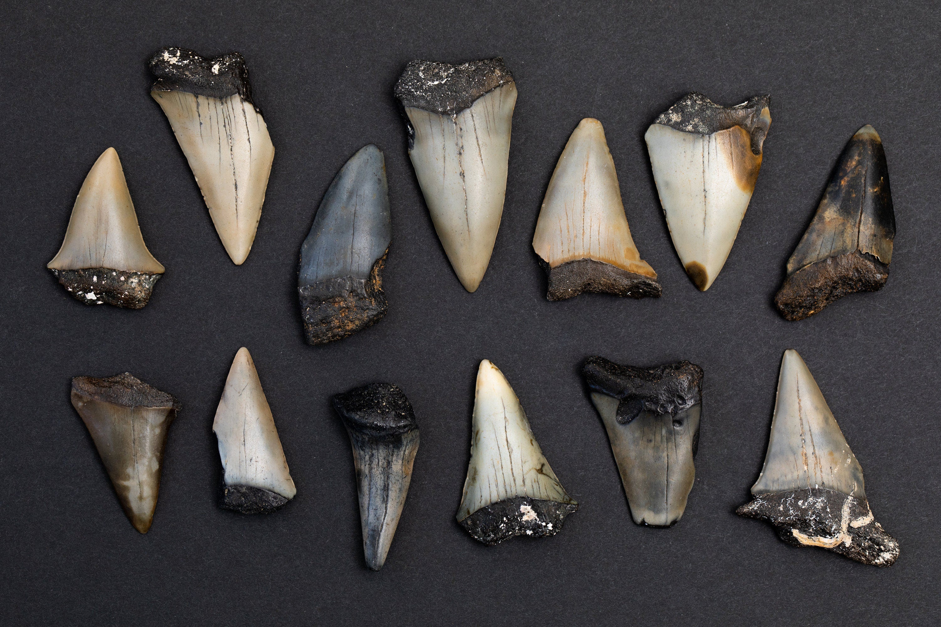 Prehistoric Mako Shark Teeth | Authentic 1.75"- 2.5" Fossil Hastalis Shark Tooth (1 tooth per order)