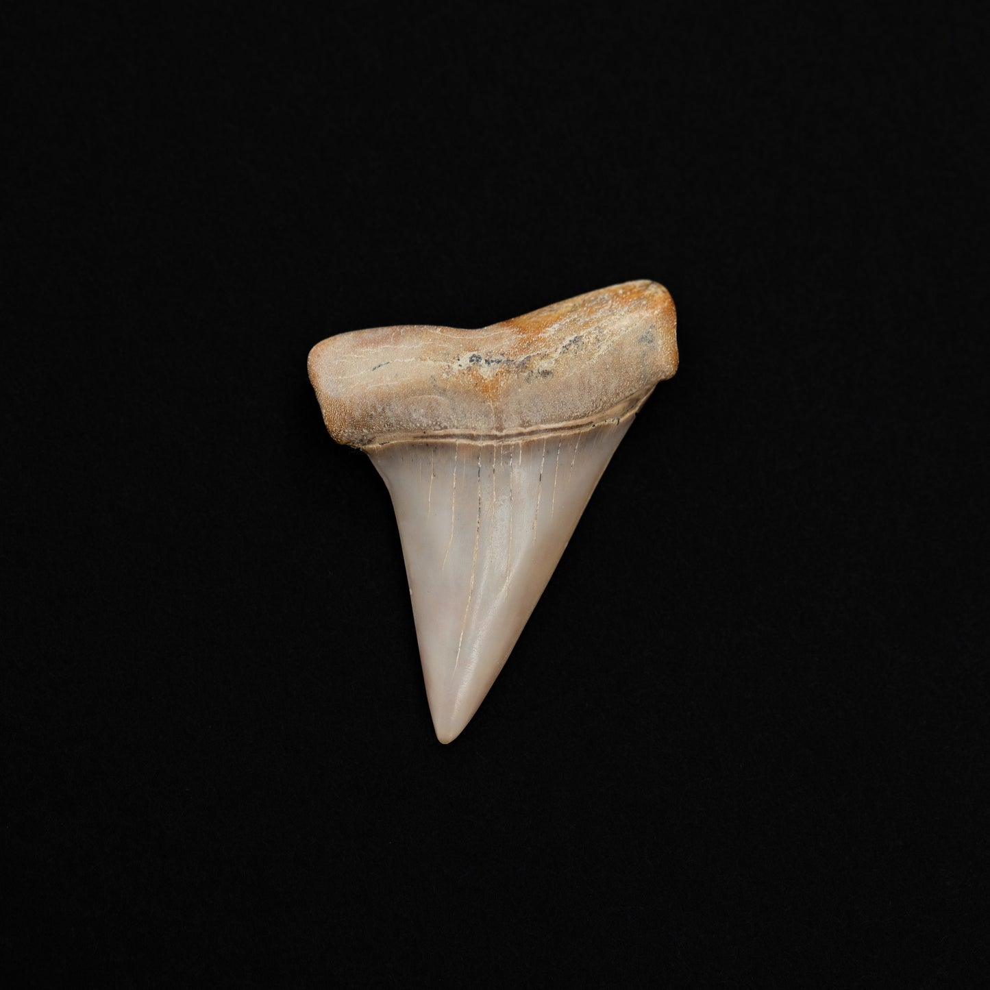 Beautiful Hastalis aka Extinct White Shark Tooth | 1.9" Authentic Fossil from Bakersfield CA