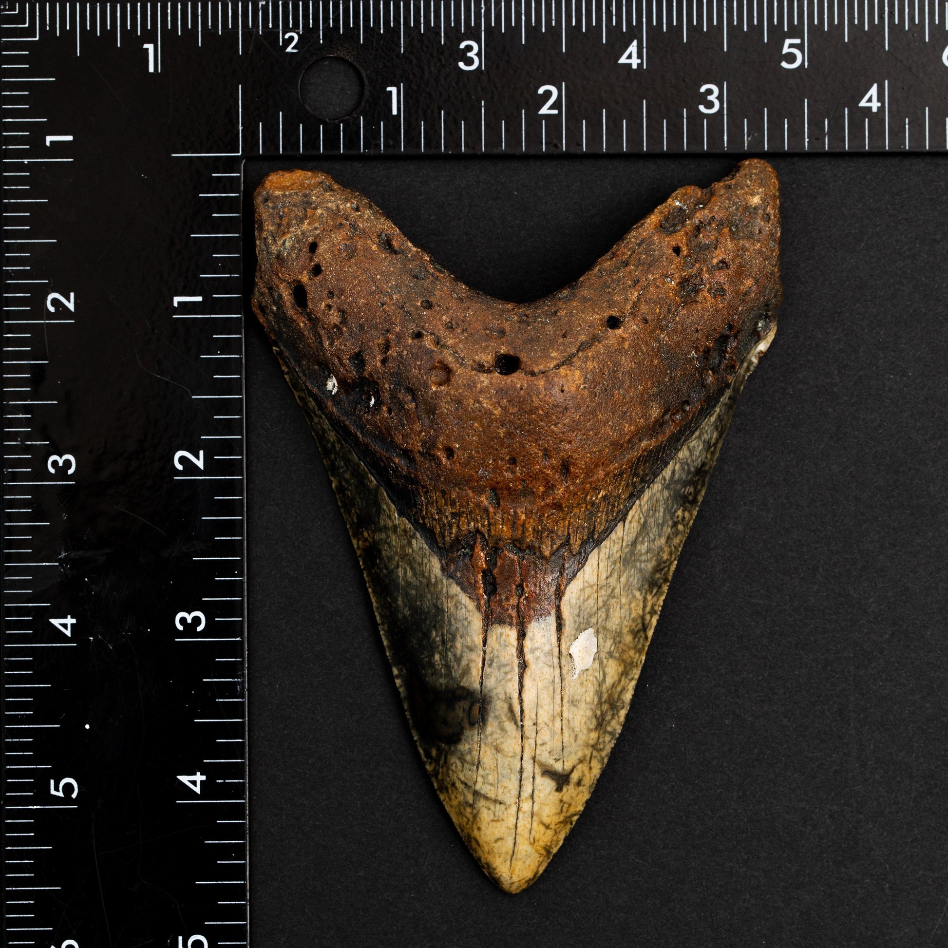 Authentic Megalodon Shark Tooth | 4.77" x 3.26" Fossil