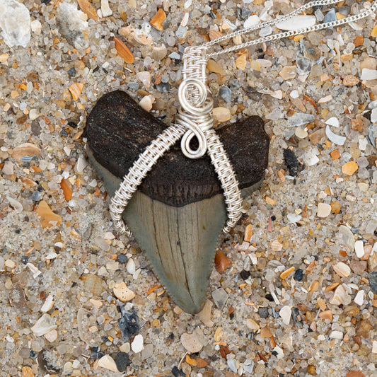 Authentic Magalodon Fossil Shark Tooth Pendant w/ Silver Wire Wrap & 18" Chain