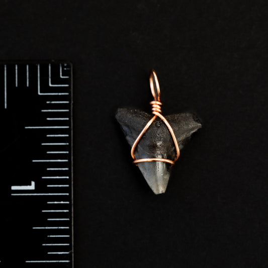 Authentic Bull Shark Tooth Pendant w/ Rose Gold Wire wrap & 18' Satellite Chain