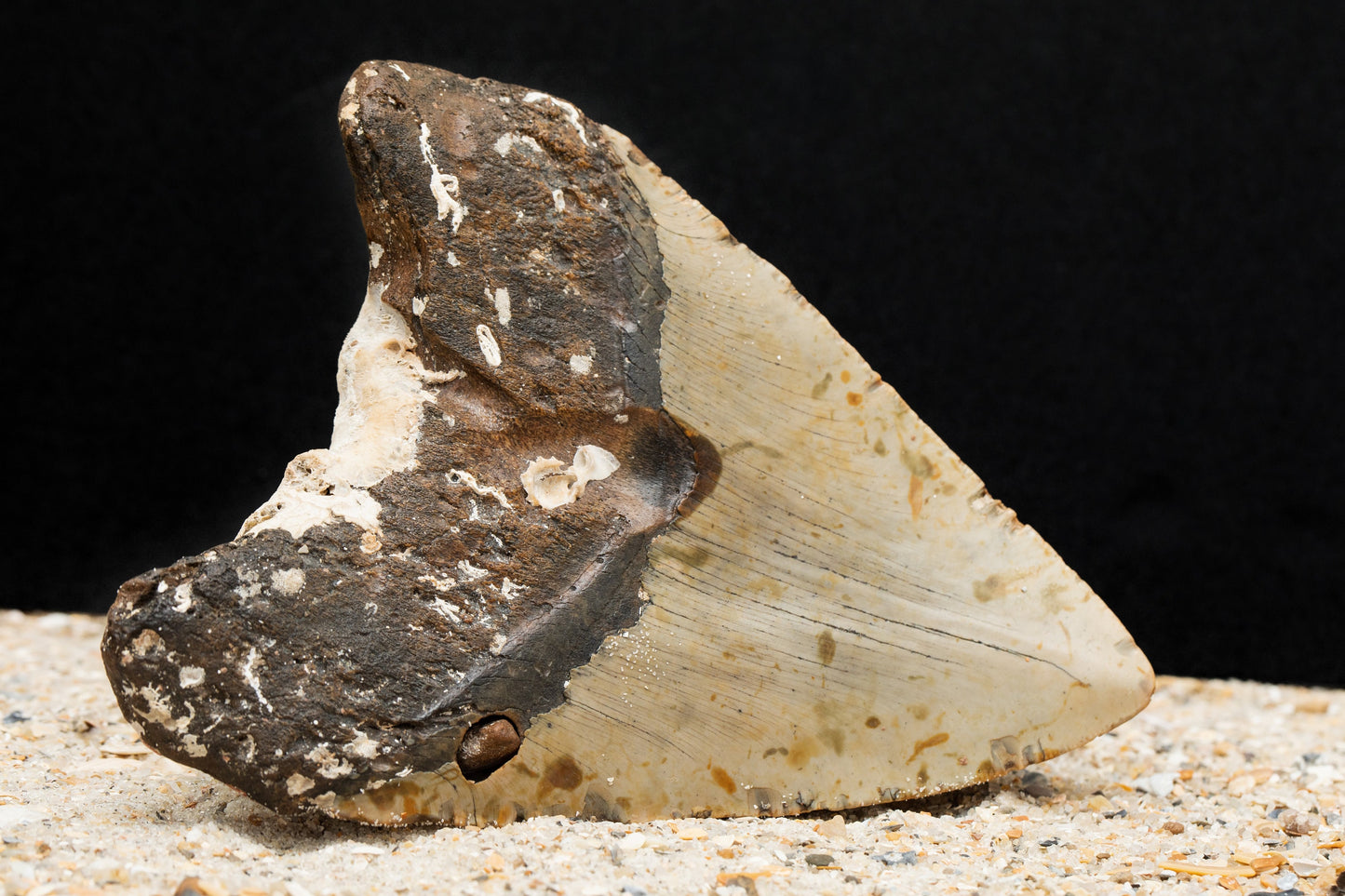 Massive Six Inch Megalodon Shark Tooth w/ Giant Fossilized Coral Attached | 6.1" Authentic, All Natural Fossil