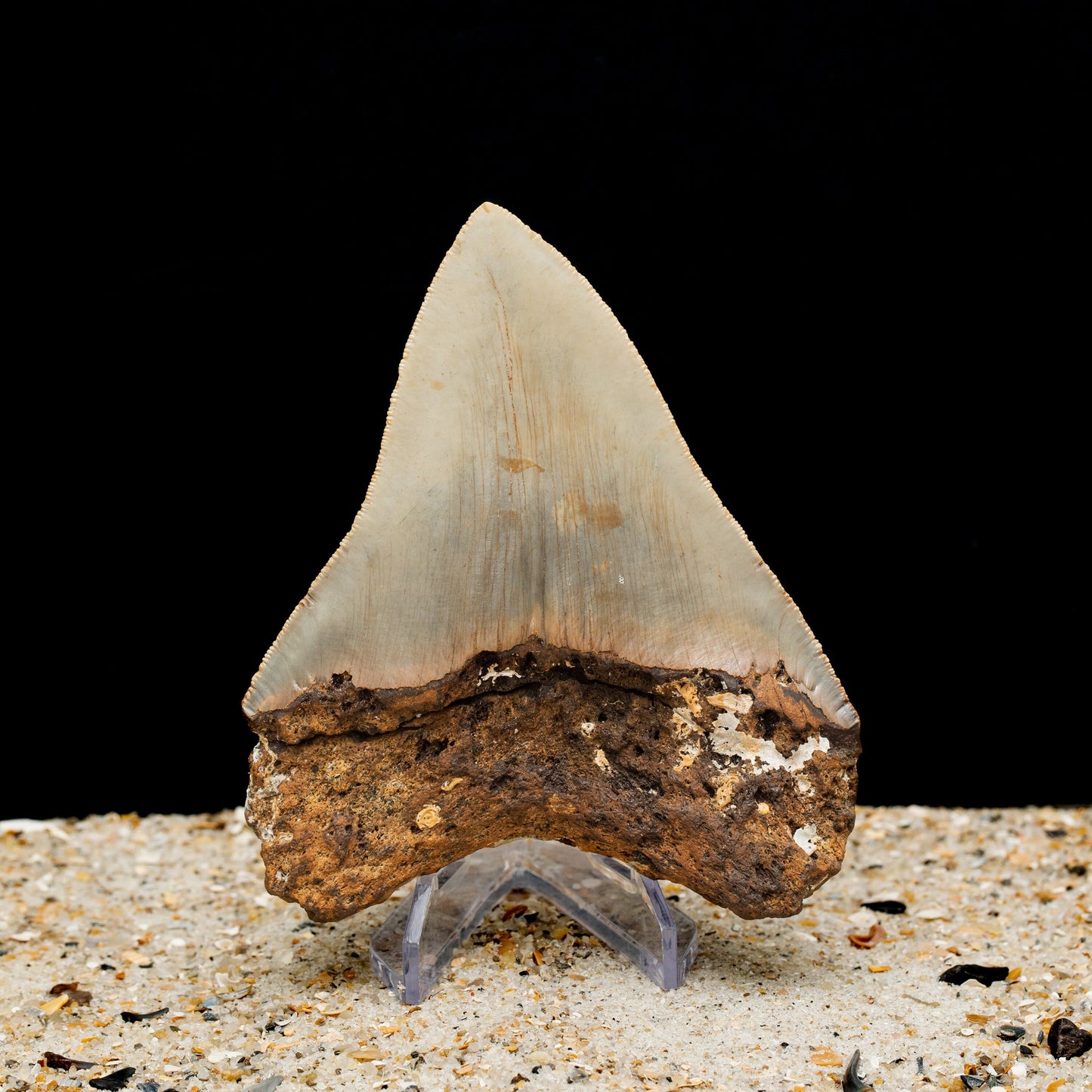 Authentic Megalodon Shark Tooth 4.72" x 3.77" High Quality, Serrated Fossil from North Carolina