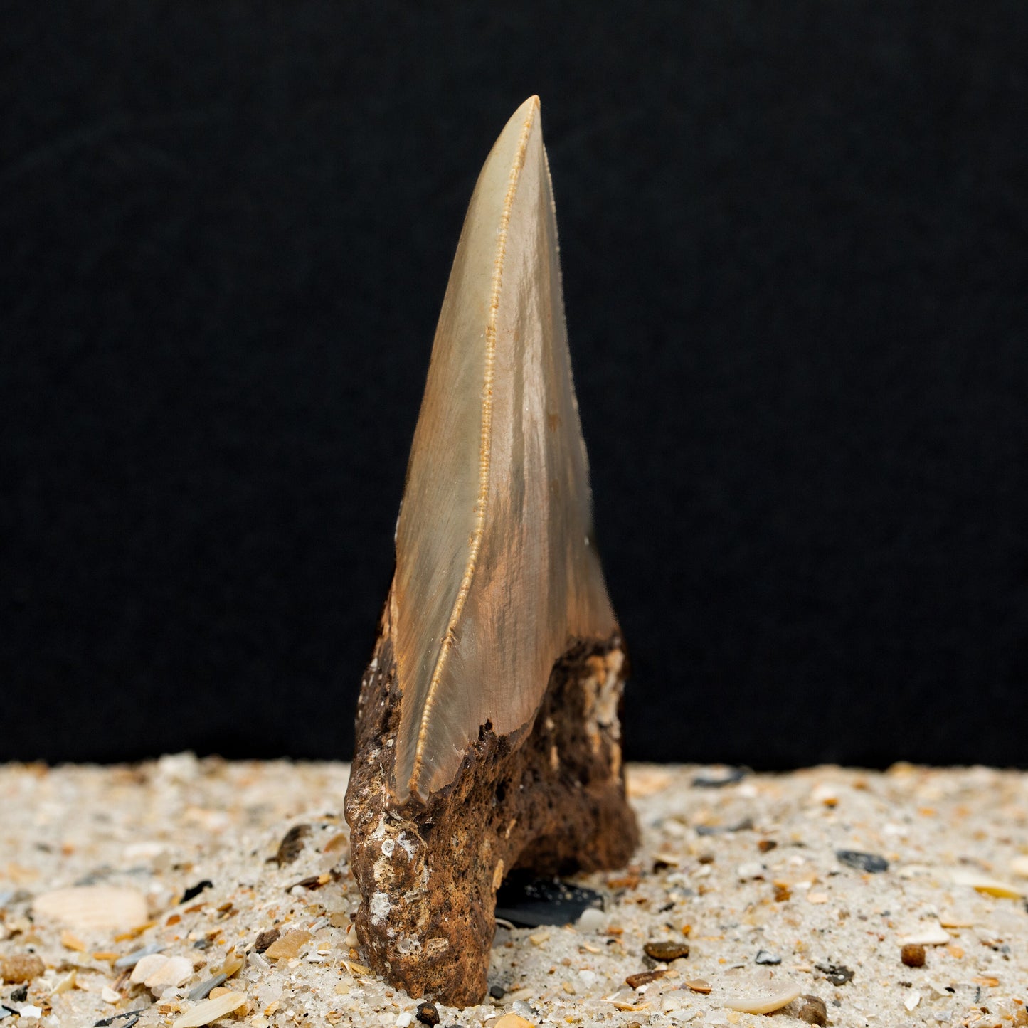 Authentic Megalodon Shark Tooth 4.72" x 3.77" High Quality, Serrated Fossil from North Carolina