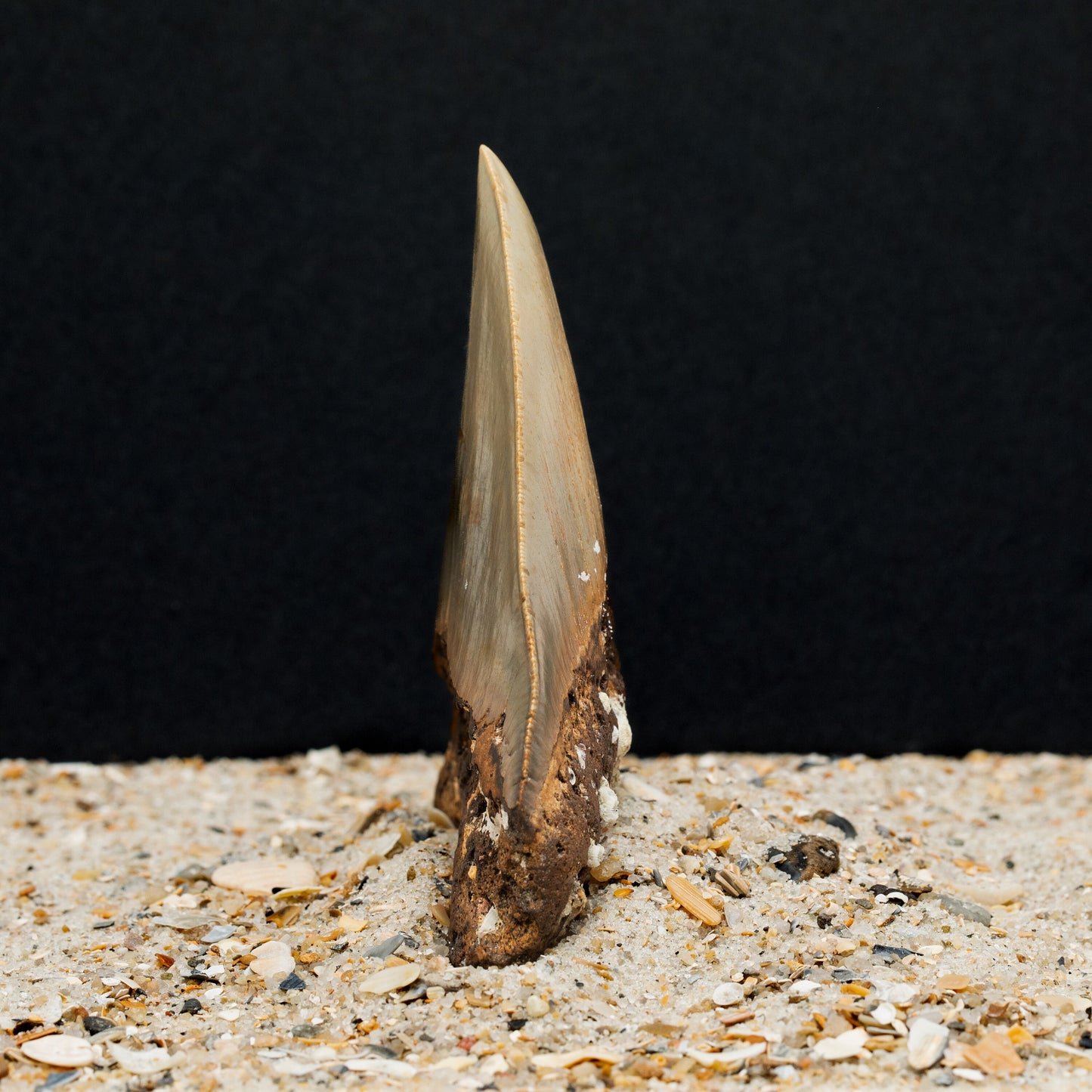 Authentic Megalodon Shark Tooth 4.72" x 3.77" High Quality, Serrated Fossil from North Carolina