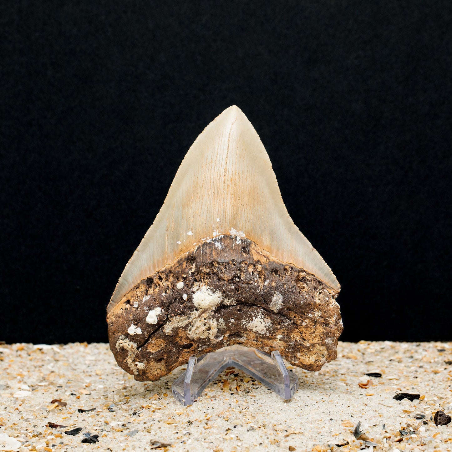 Authentic Megalodon Shark Tooth 4.72" x 3.77" High Quality, Serrated Fossil from North Carolina