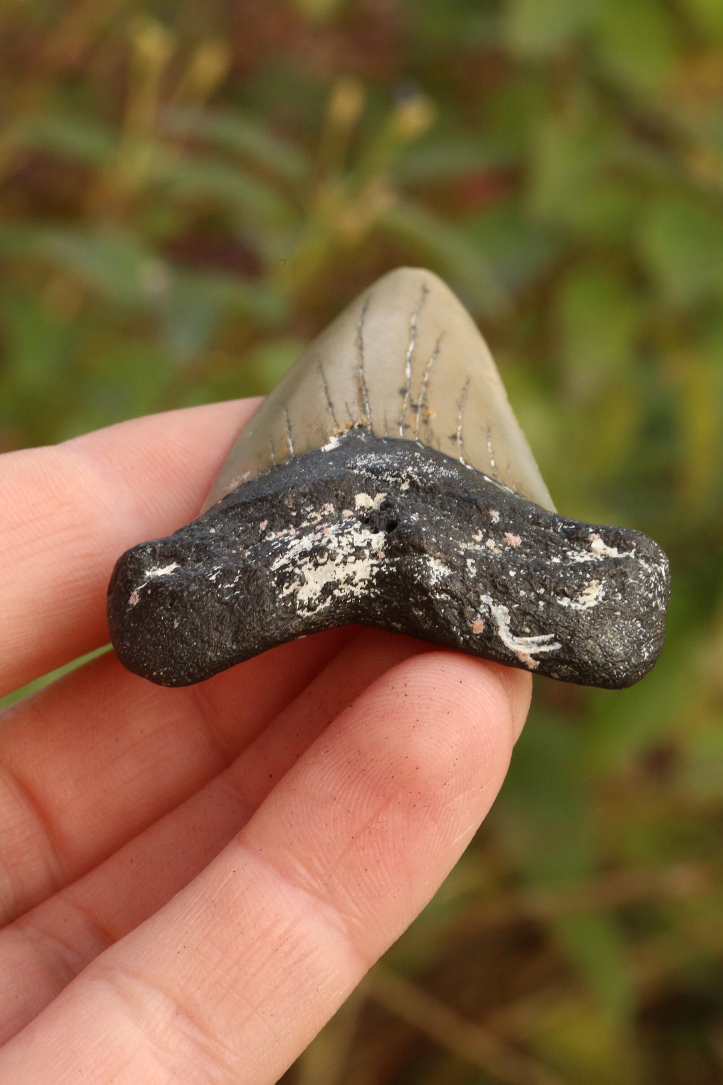 Authentic 2.8" Mako Shark Tooth | Huge Fossil Hastalis Tooth