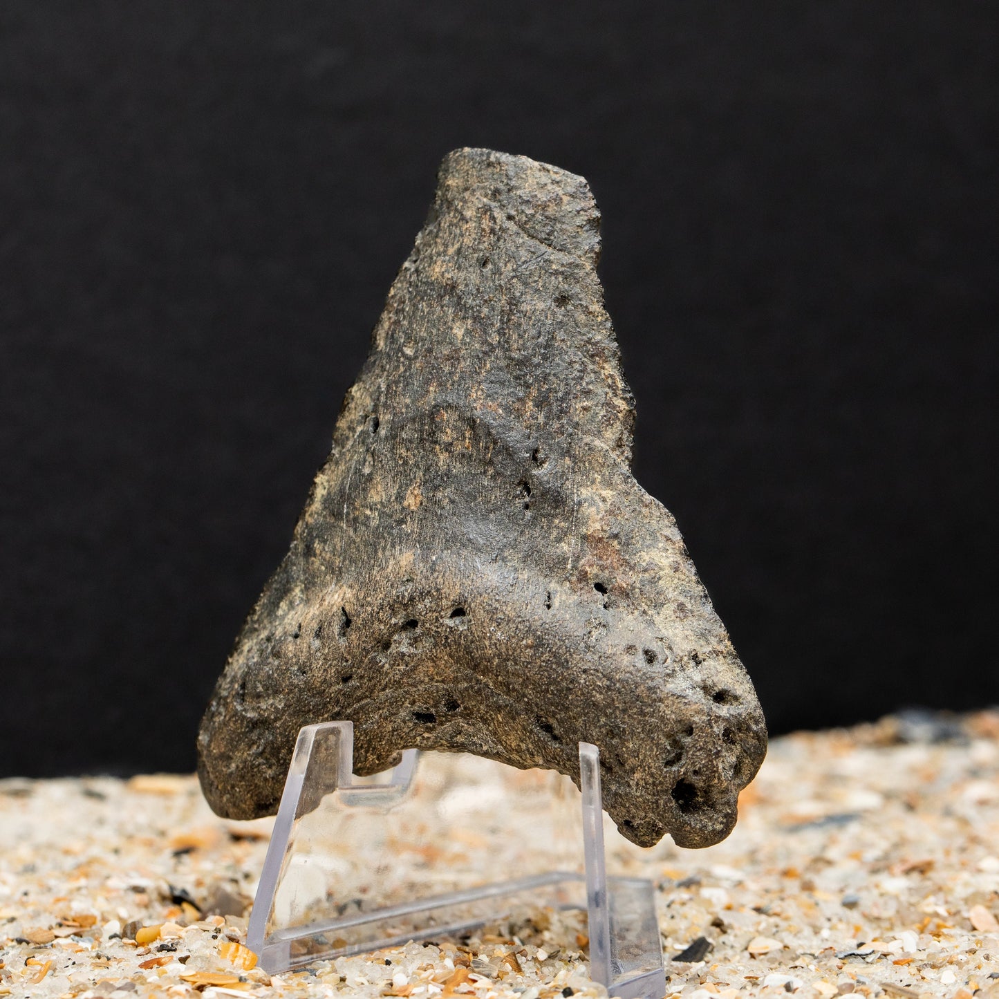 Digested Megalodon Shark Tooth | 3.0 X 2.44 Authentic Fossil