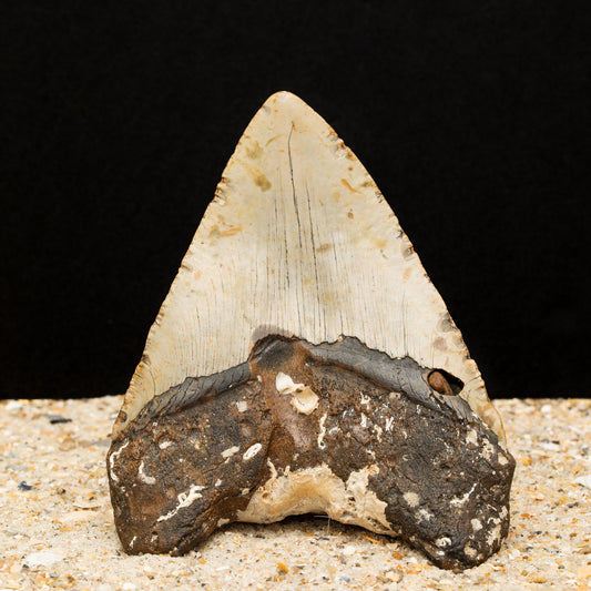 Massive Six Inch Megalodon Shark Tooth w/ Giant Fossilized Coral Attached | 6.1" Authentic, All Natural Fossil