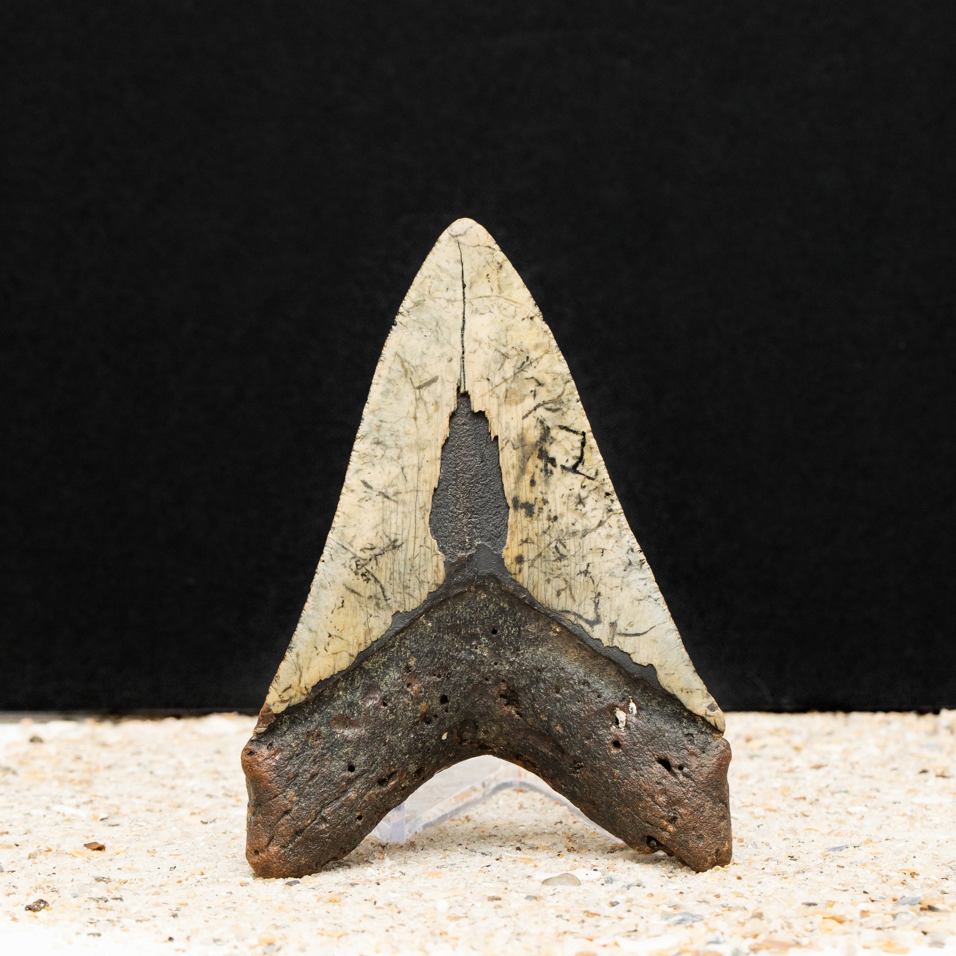 Authentic Megalodon Shark Tooth | 4.77" x 3.26" Fossil