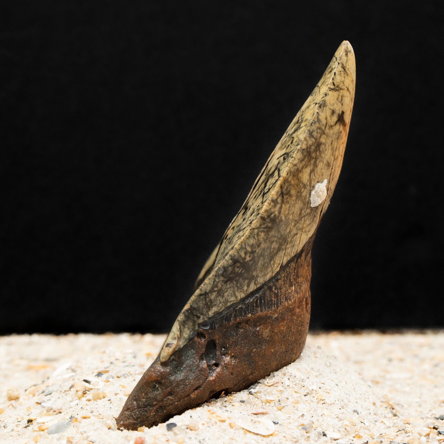 Authentic Megalodon Shark Tooth | 4.77" x 3.26" Fossil