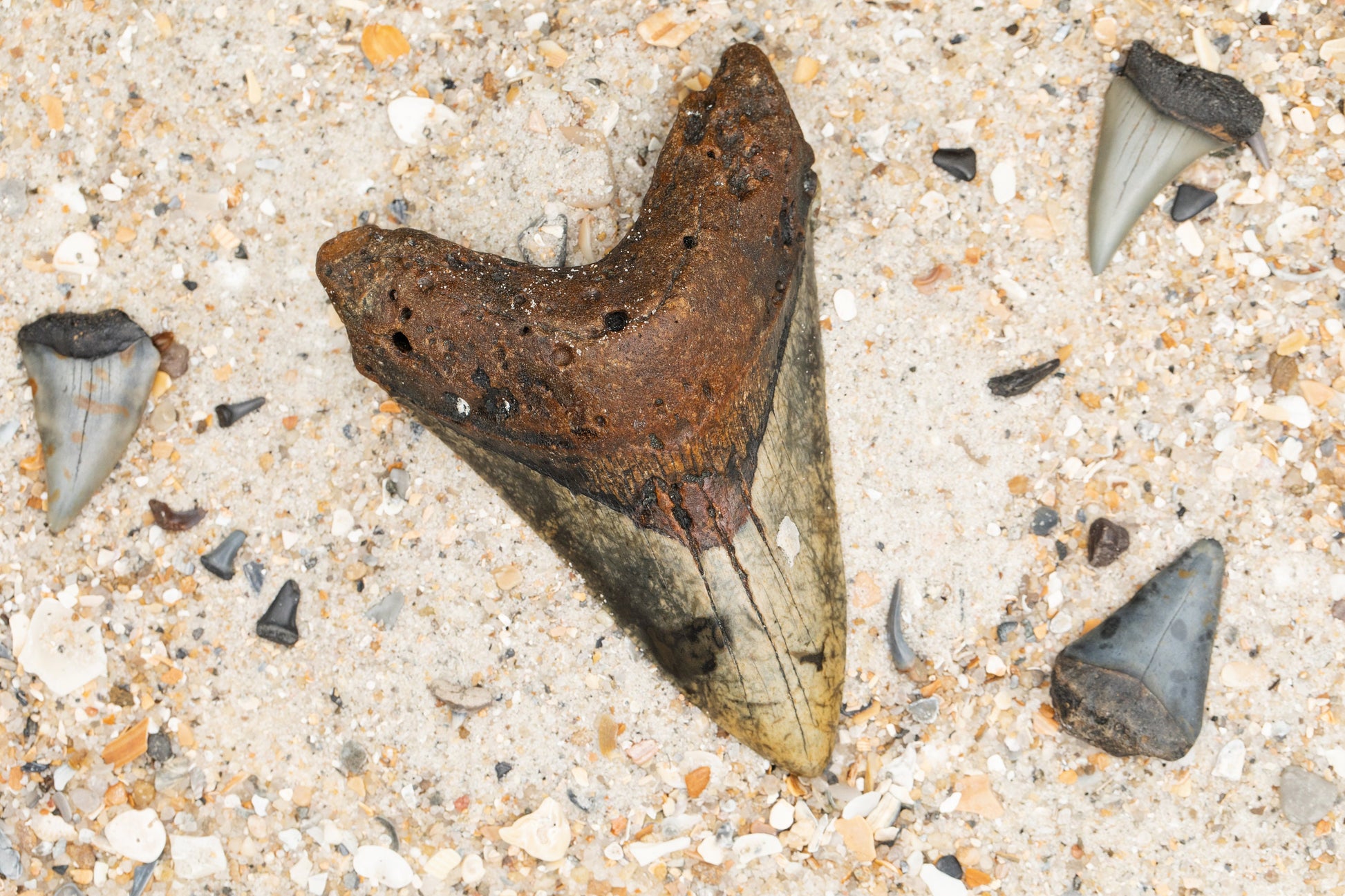 Authentic Megalodon Shark Tooth | 4.77" x 3.26" Fossil