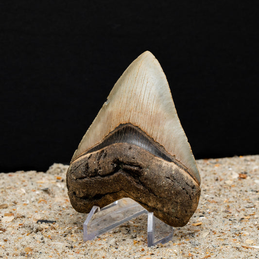 High Quality Megalodon Shark Tooth | 4.01” x 3.05” Authentic Fossil