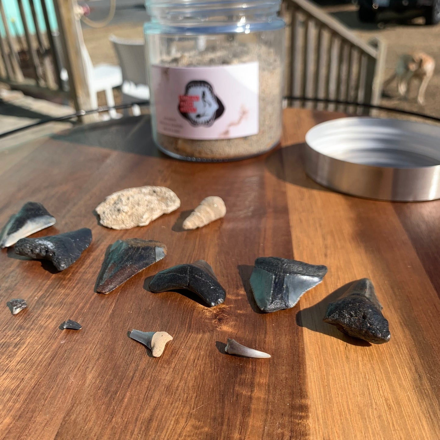 Educational Shark Teeth Dig Kit | Includes 12 REAL fossil shark teeth, identification chart, sand & a reusable jar