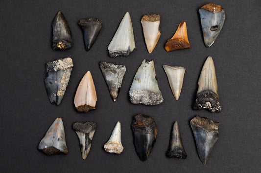 Prehistoric Mako Shark Teeth | Authentic 1.75"- 2.5" Fossil Hastalis Shark Tooth (1 tooth per order)