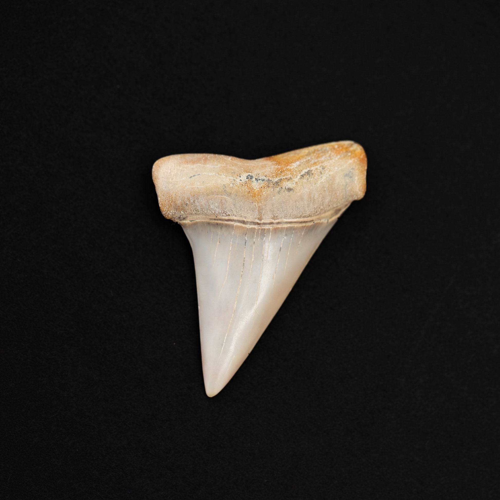 Beautiful Hastalis aka Extinct White Shark Tooth | 1.9" Authentic Fossil from Bakersfield CA