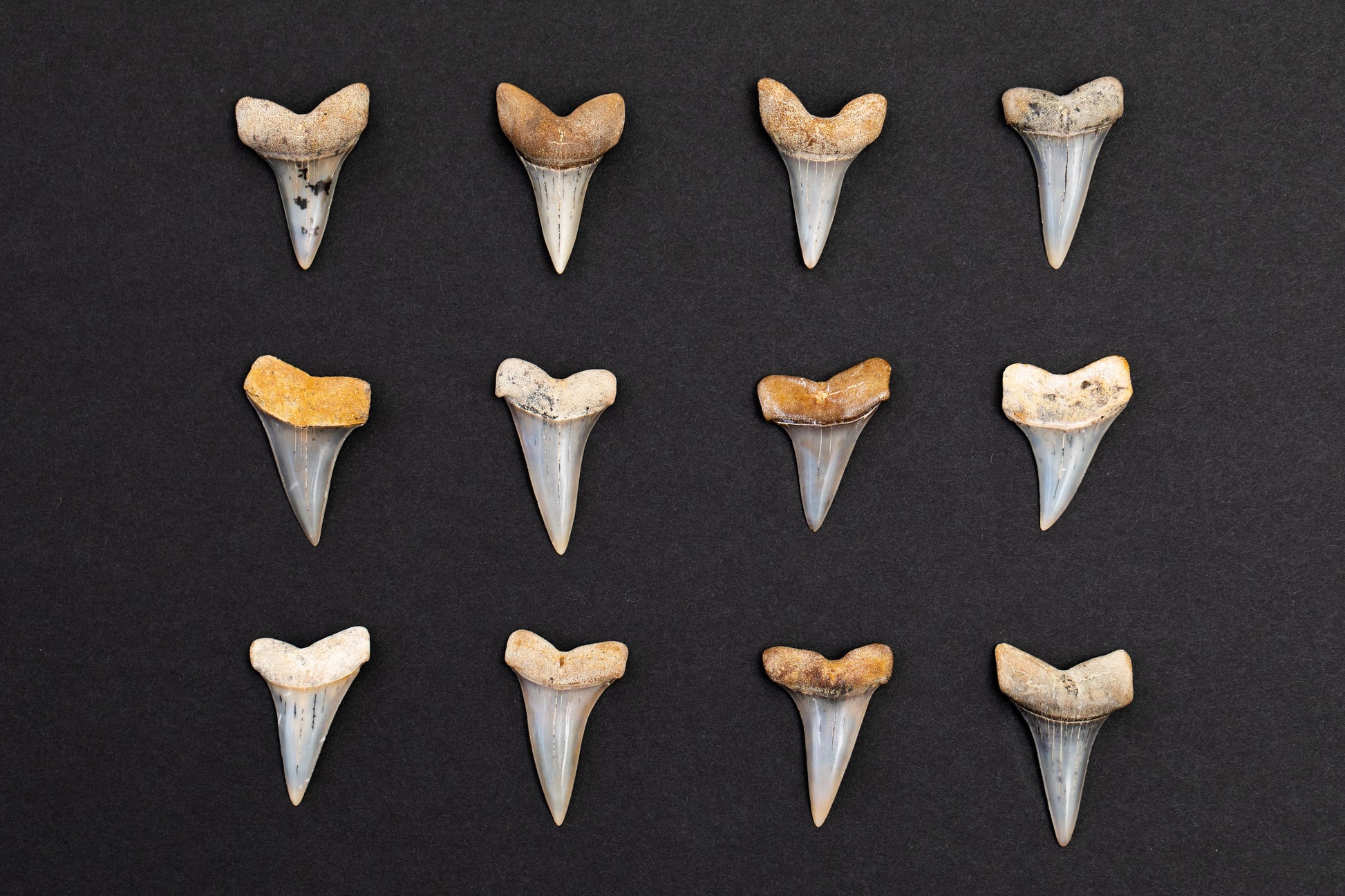 High Quality Extinct Mako Shark Teeth - Rare Fossils from CA