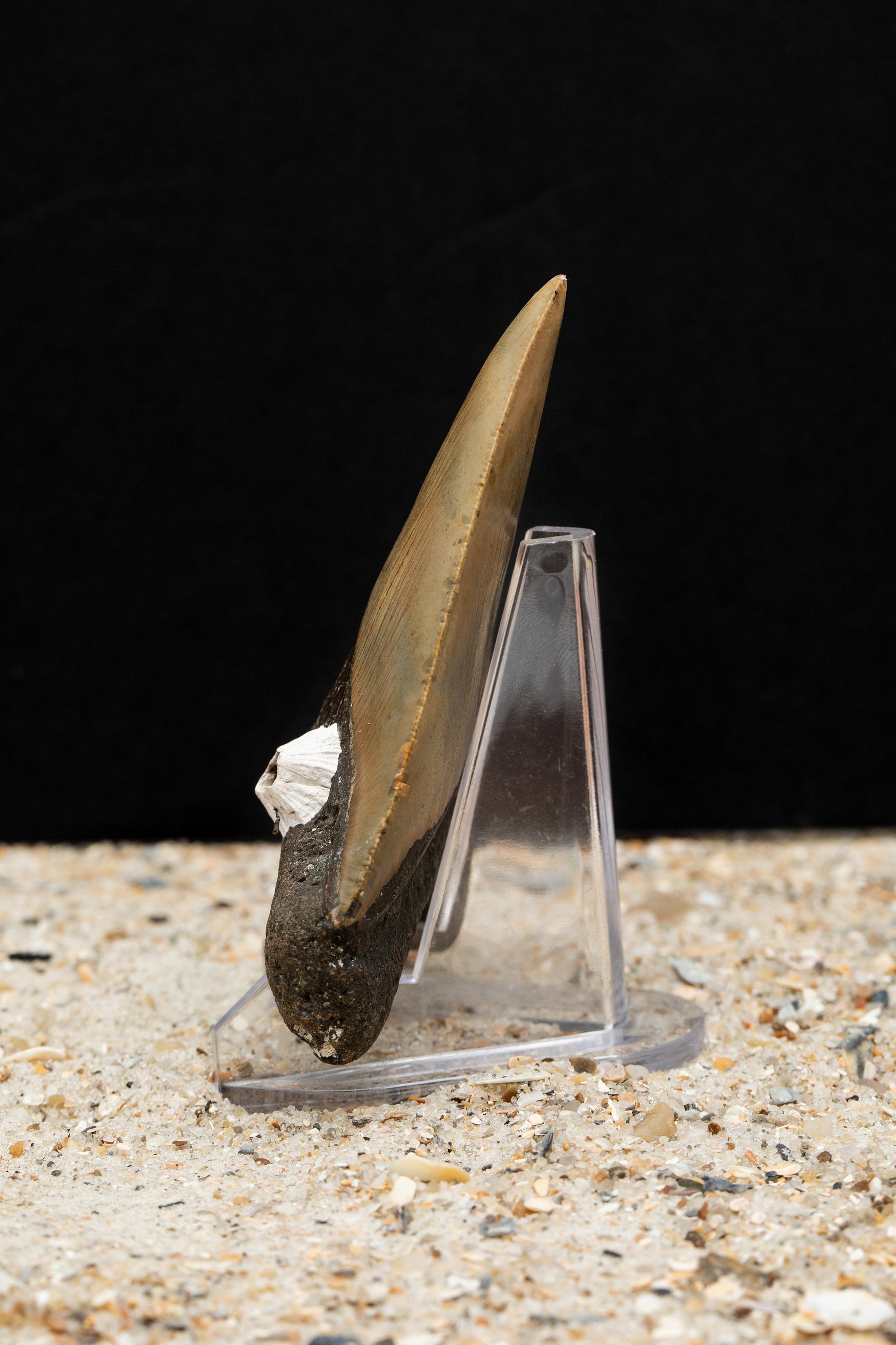 Authentic Megalodon Shark Tooth w/ Natural Barnacle Growth Attached