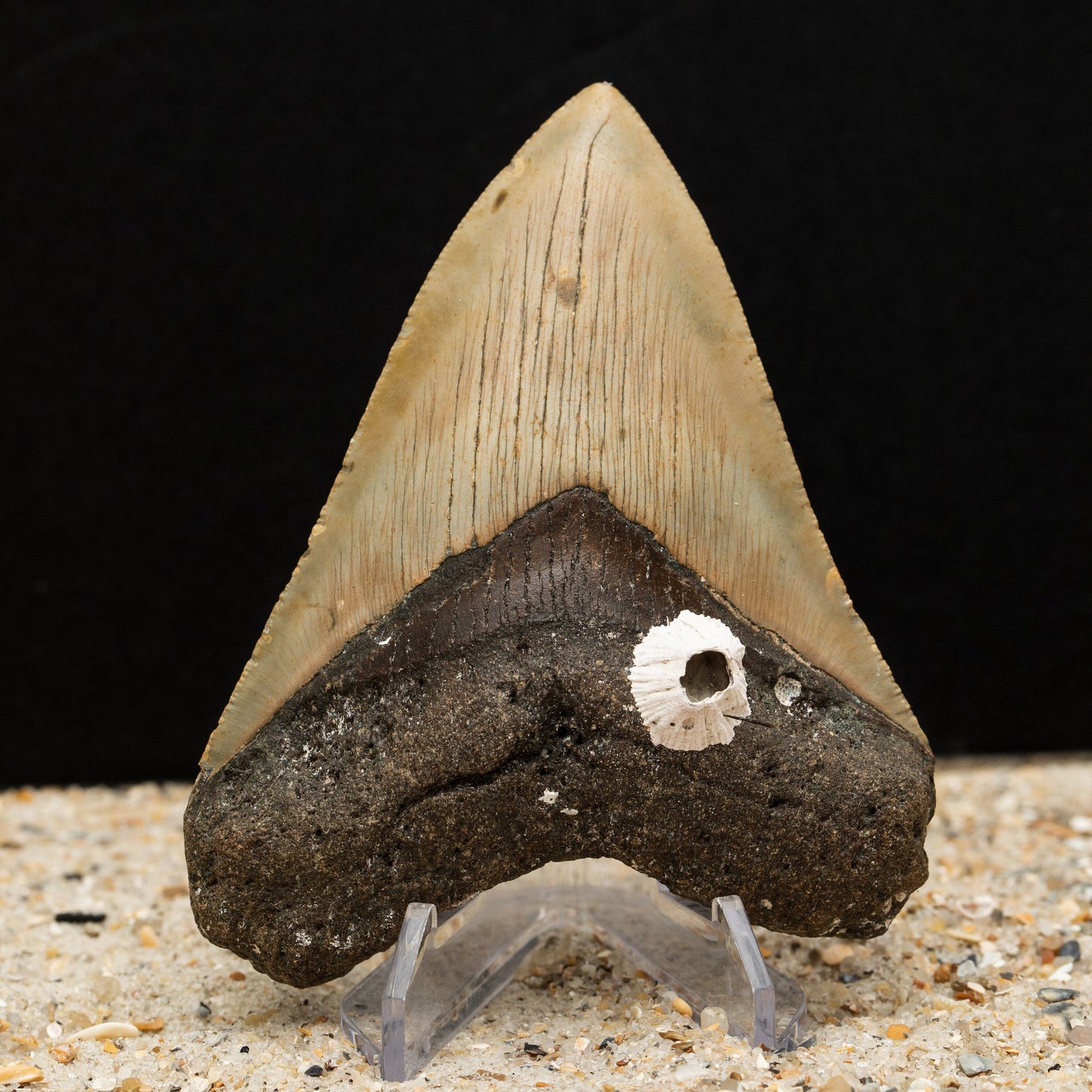 Authentic Megalodon Shark Tooth w/ Natural Barnacle Growth Attached