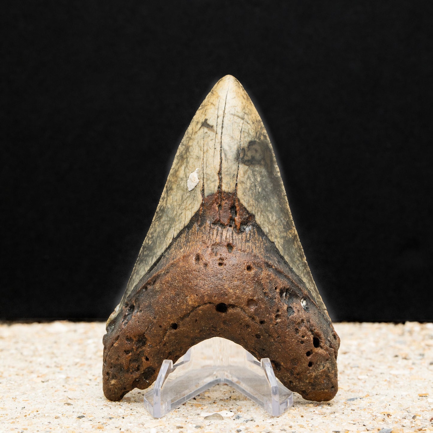 Authentic Megalodon Shark Tooth | 4.77" x 3.26" Fossil