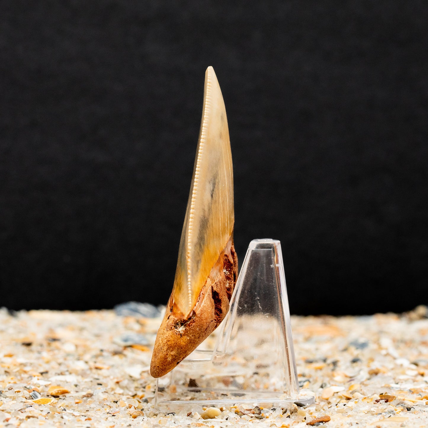 Beautiful Otodus Chubutensis Shark Tooth | Authentic Fossil