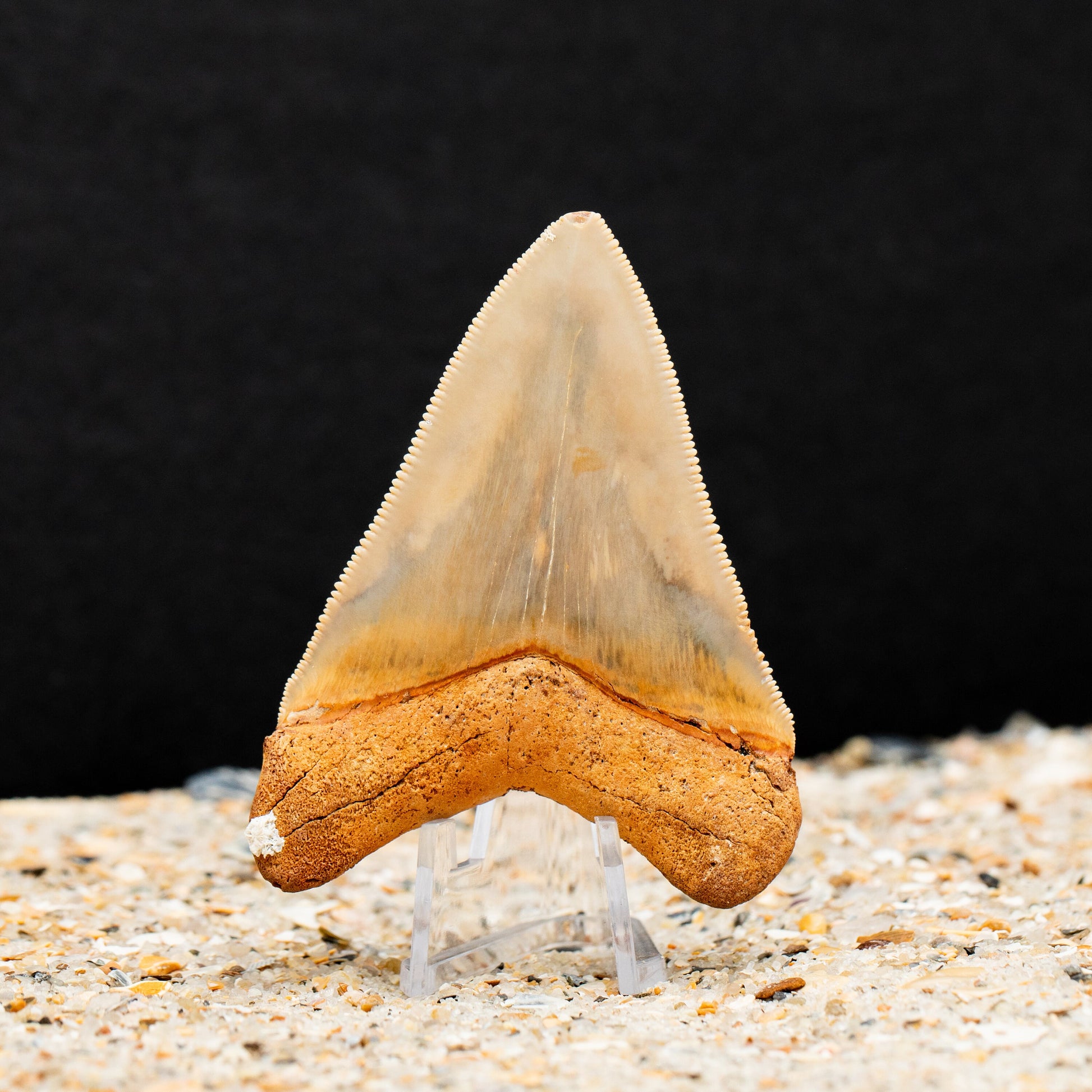 Beautiful Otodus Chubutensis Shark Tooth | Authentic Fossil