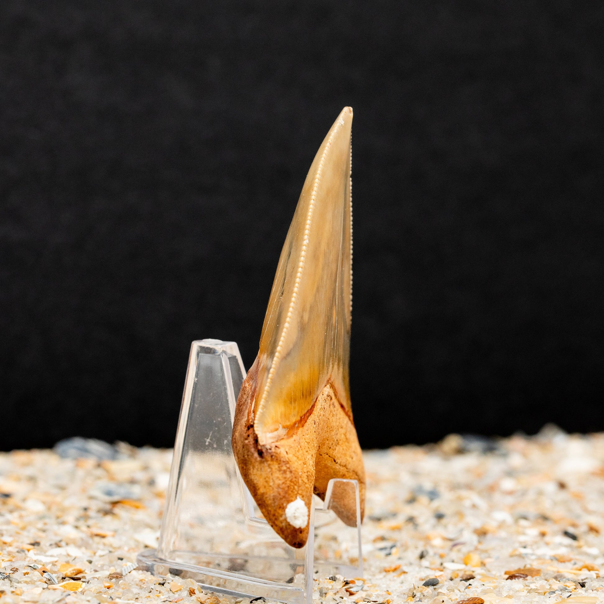 Beautiful Otodus Chubutensis Shark Tooth | Authentic Fossil