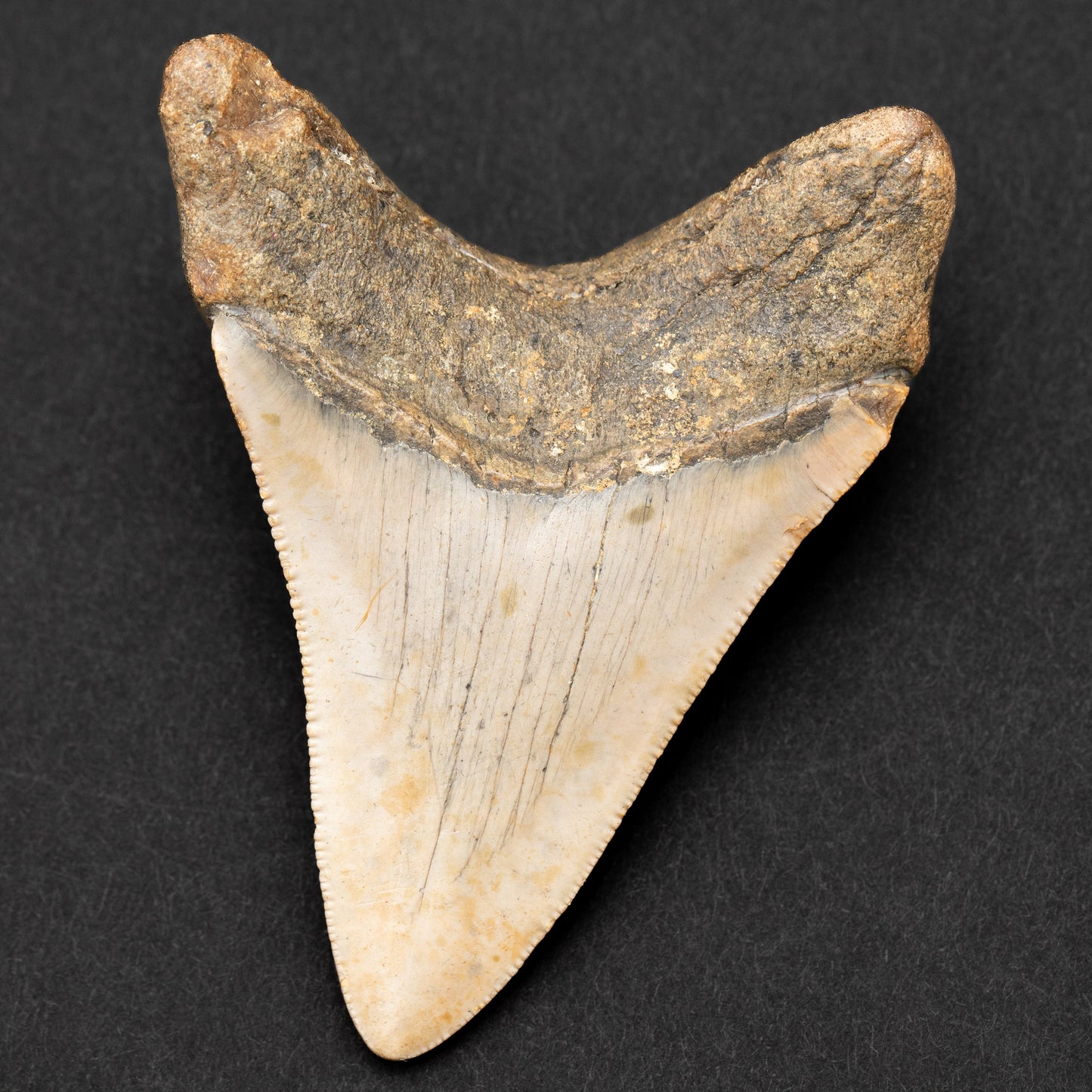 Authentic Megalodon Shark Tooth