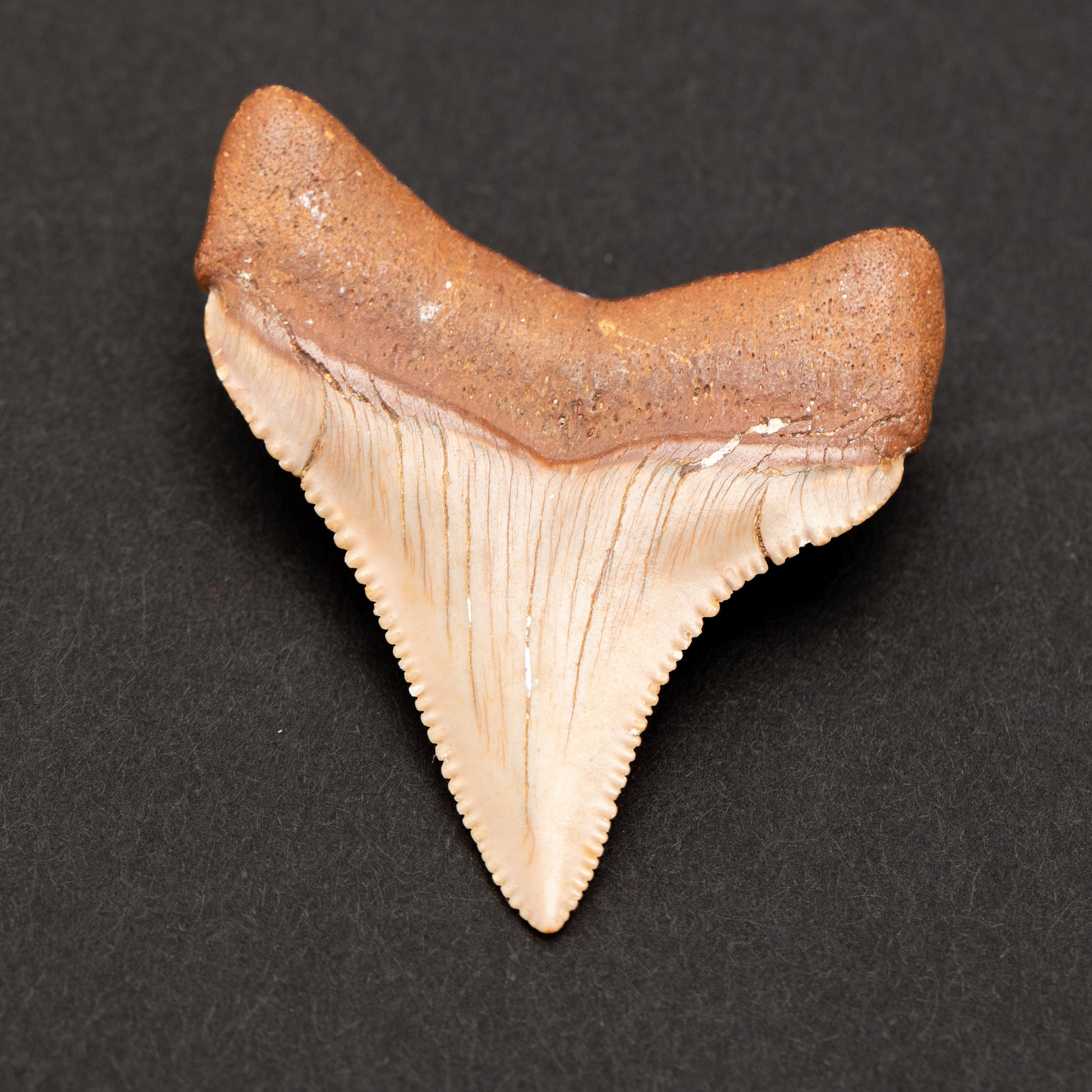 Authentic Chubutensis Shark Tooth | 1.7” x 1.4” NC Fossil