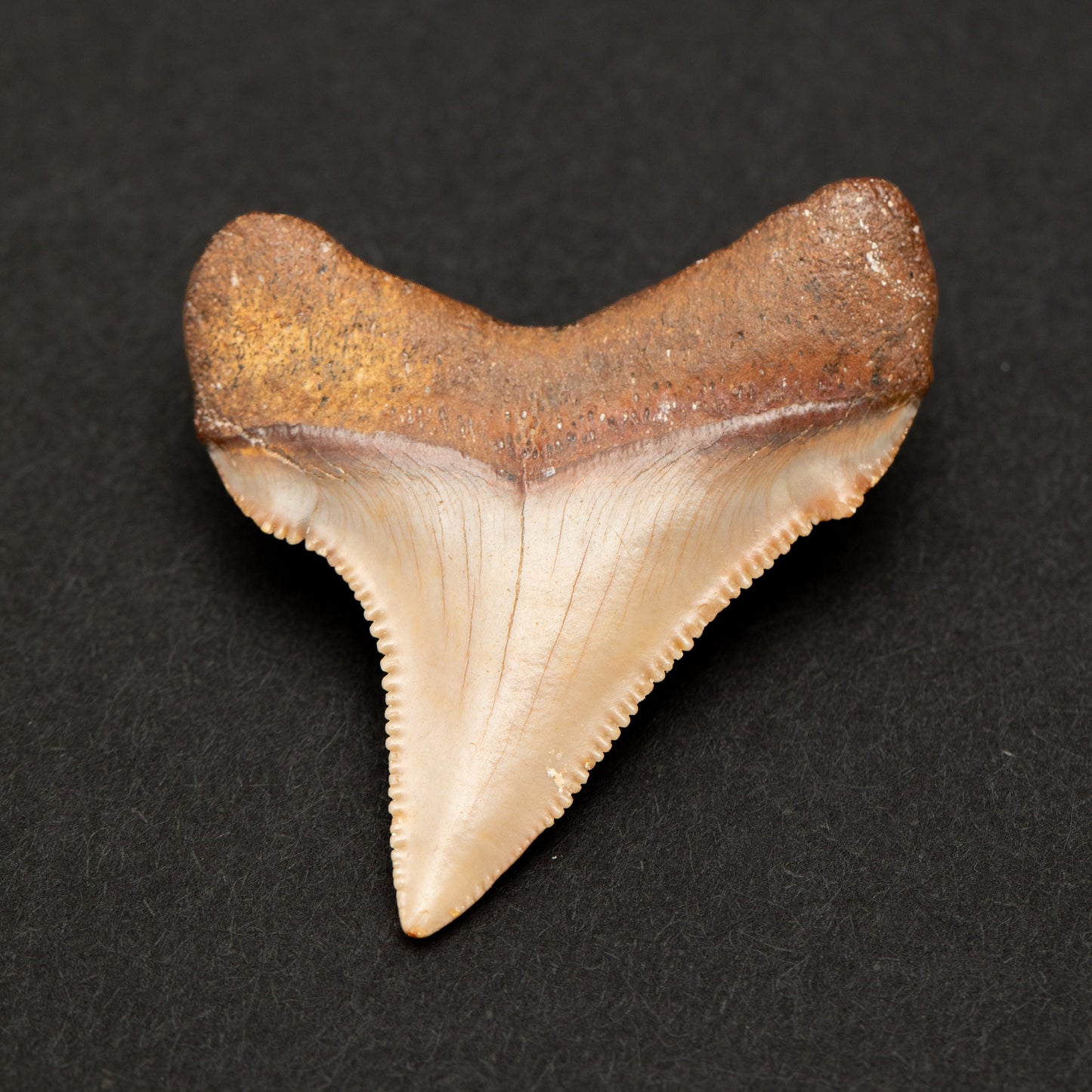 Authentic Chubutensis Shark Tooth | 1.7” x 1.4” NC Fossil