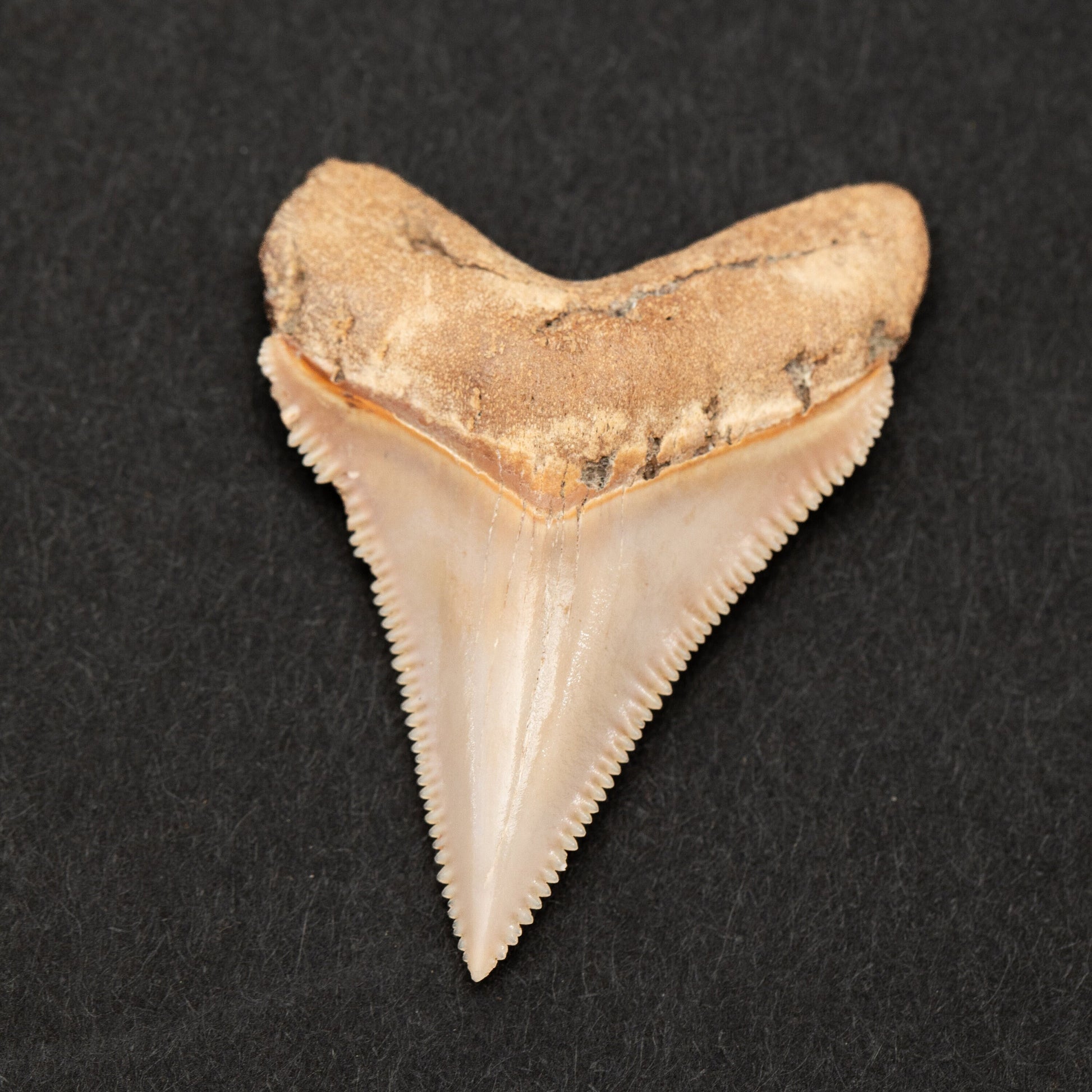 Otodus Chubutensis Shark Tooth | Rare Carolina Fossil | Razor Sharp Serrations