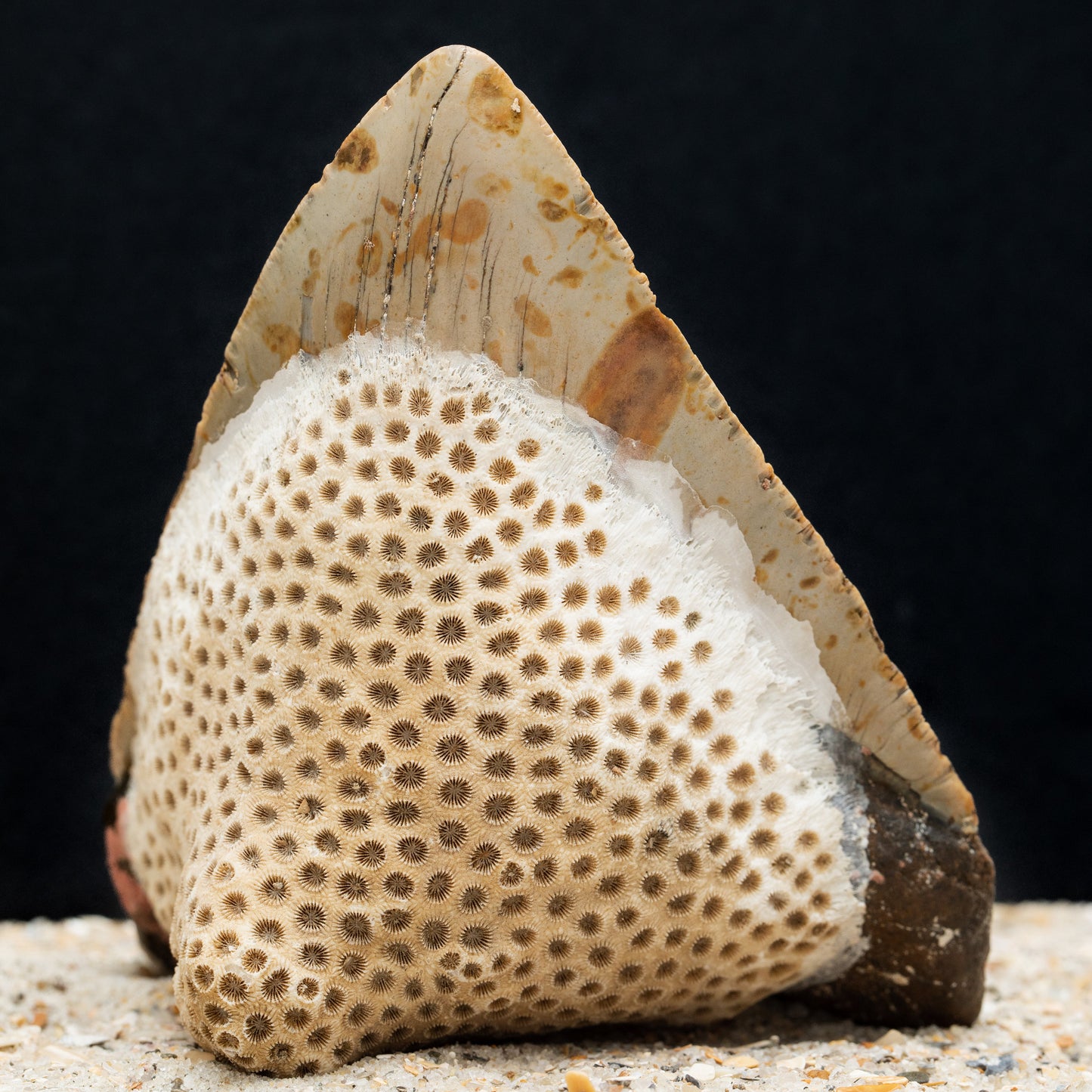 Massive Six Inch Megalodon Shark Tooth w/ Giant Fossilized Coral Attached | 6.1" Authentic, All Natural Fossil