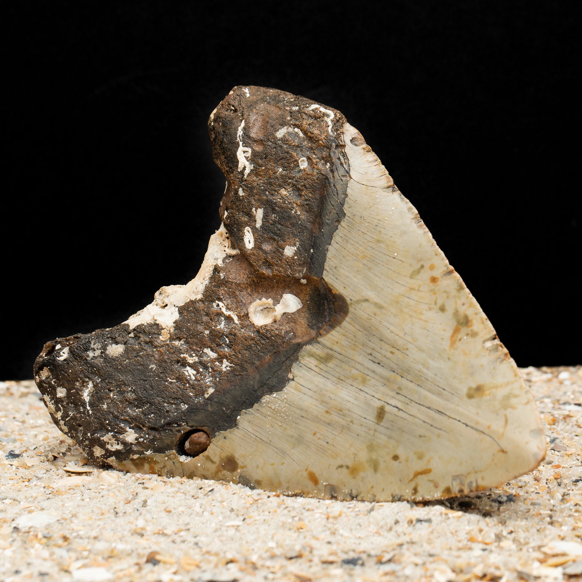 Massive Six Inch Megalodon Shark Tooth w/ Giant Fossilized Coral Attached | 6.1" Authentic, All Natural Fossil